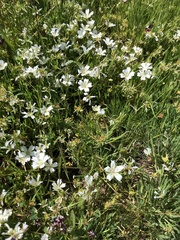 Limnanthes