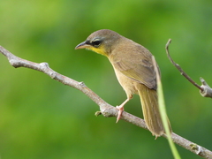 Geothlypis poliocephala