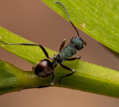 Polyrhachis lydiae
