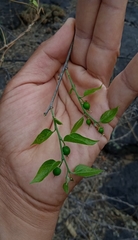 Celtis caudata