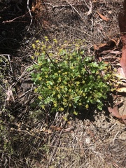Lomatium lucidum