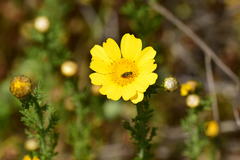 Tetropismenus hirtus