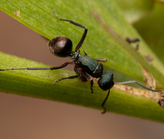 Polyrhachis lydiae