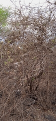 Celtis caudata