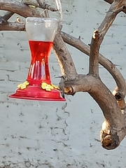 Cynanthus latirostris