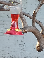 Cynanthus latirostris