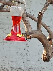 Cynanthus latirostris