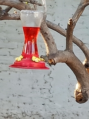 Cynanthus latirostris