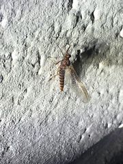 Leptophlebia cupida