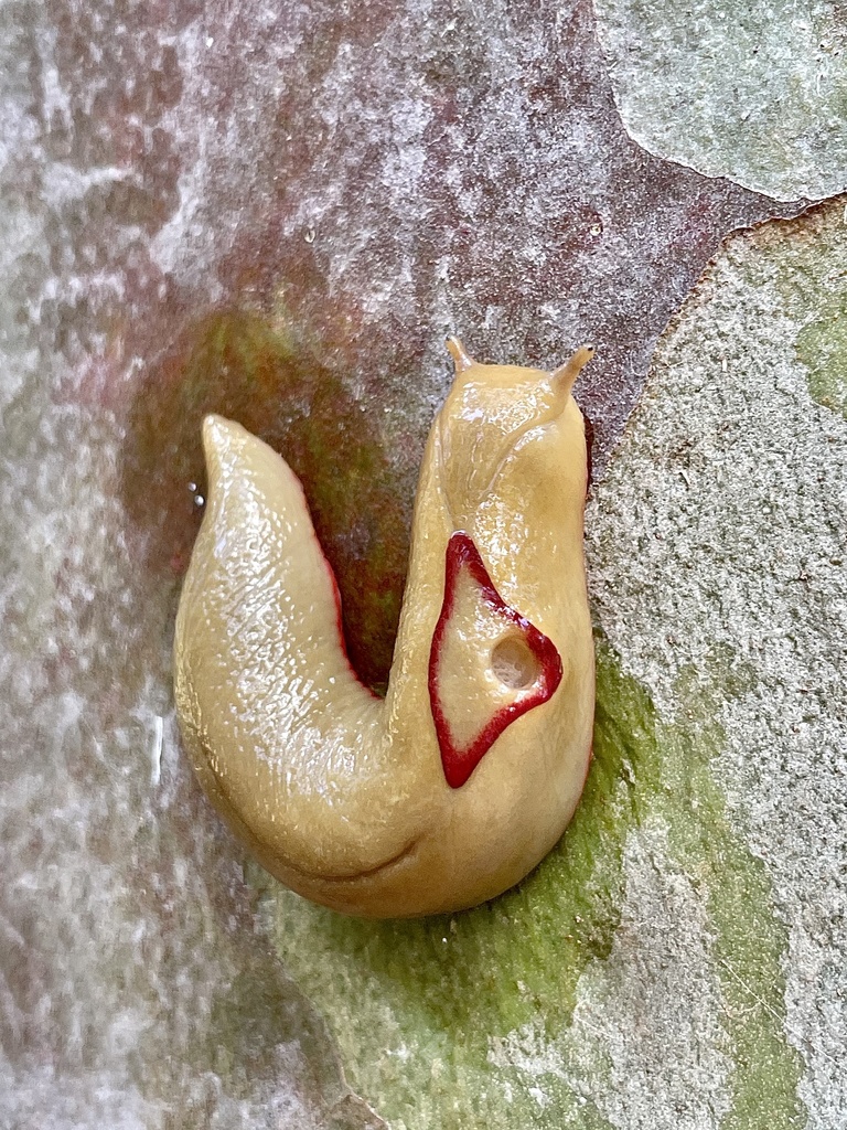 Triangle Slugs