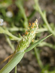 Alopecurus saccatus