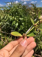 Alternanthera littoralis