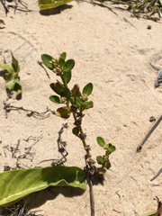 Alternanthera littoralis