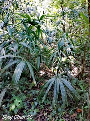 Cryosophila stauracantha