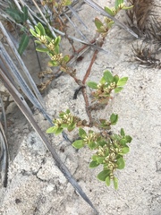 Alternanthera littoralis