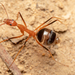 Hormigas Araña - Photo (c) Nigel Main, algunos derechos reservados (CC BY), subido por Nigel Main