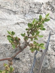 Alternanthera littoralis