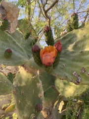 Opuntia lasiacantha