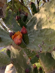 Opuntia lasiacantha