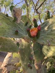 Opuntia lasiacantha