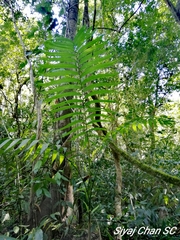 Chamaedorea alternans