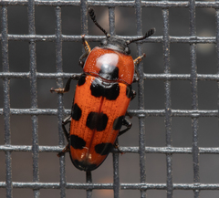 Episcaphula australis