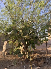 Opuntia lasiacantha