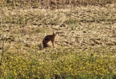 Caracal caracal