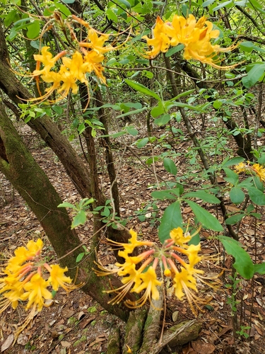 Rhododendron austrinum image