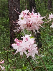 Rhododendron canescens image