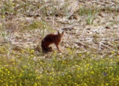 Caracal caracal
