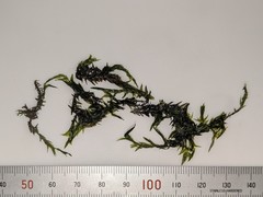 Fontinalis hypnoides