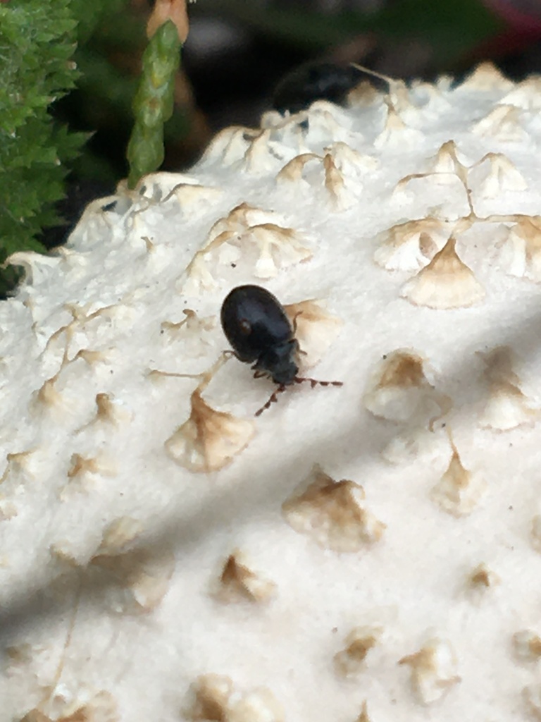Cub Puffball Beetle