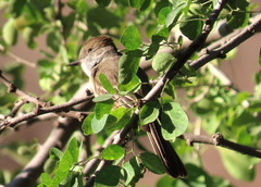 Myiarchus tuberculifer