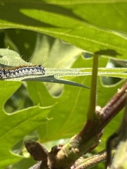 Malacosoma constricta