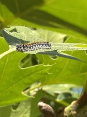 Malacosoma constricta