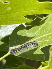 Malacosoma constricta