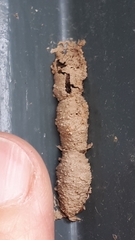Sceliphron curvatum
