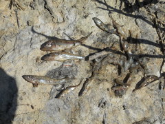 Percopsis omiscomaycus