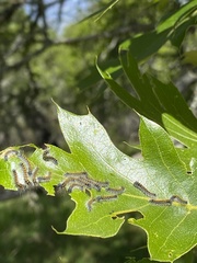 Malacosoma constricta