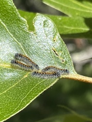 Malacosoma constricta