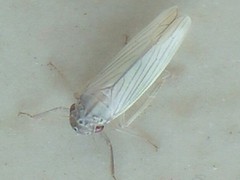 Cofana spectra
