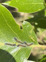 Malacosoma constricta