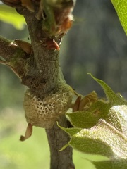 Malacosoma constricta