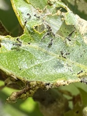 Malacosoma constricta