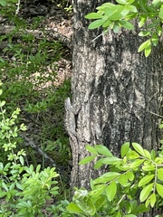 Sceloporus olivaceus