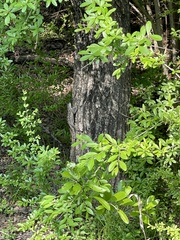 Sceloporus olivaceus