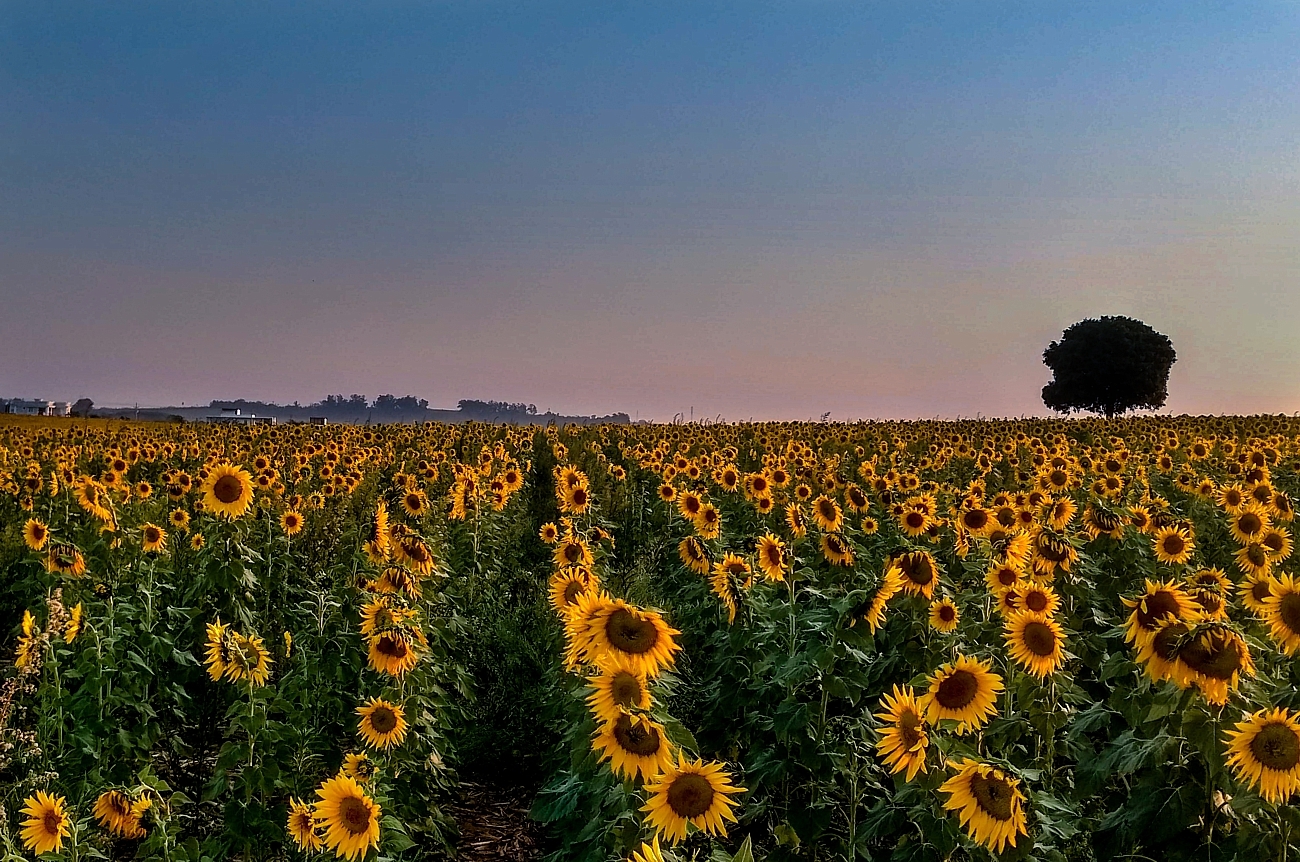 Helianthus annuus