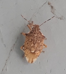 Podisus serieventris