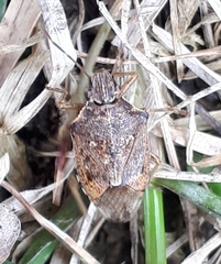 Podisus serieventris